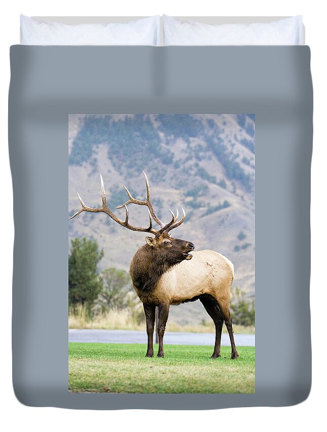 Elk Duvet Cover featuring the photograph Bull Elk by Wesley Aston