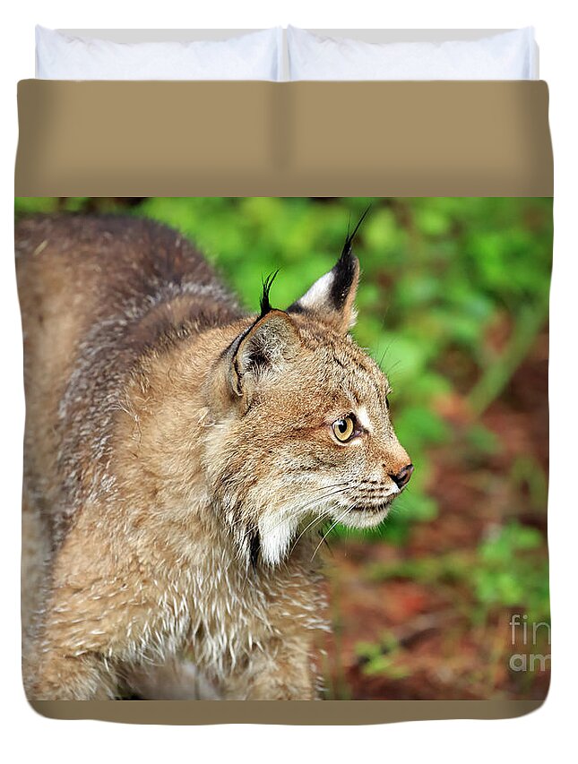 Canada Lynx Duvet Cover featuring the photograph Canada Lynx #2 by Louise Heusinkveld