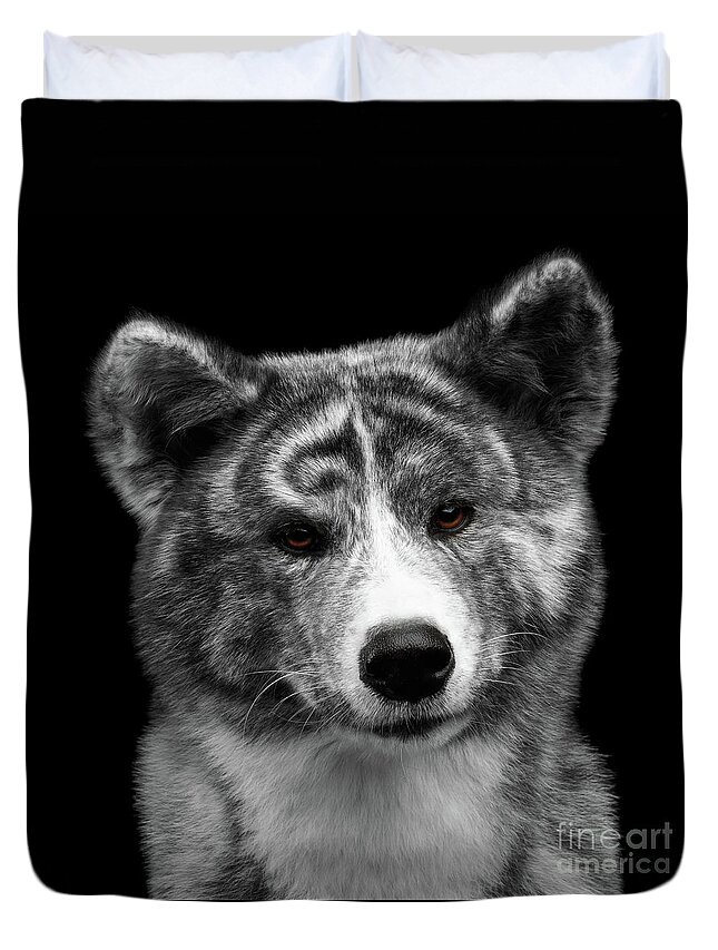 Akita Duvet Cover featuring the photograph Closeup portrait of Akita inu Dog on Isolated Black Background by Sergey Taran