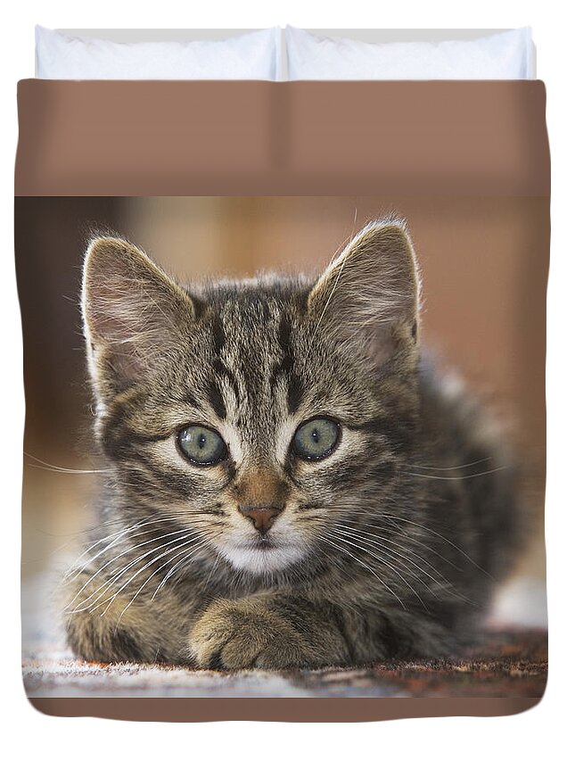Mp Duvet Cover featuring the photograph Domestic Cat Felis Catus Kitten #2 by Konrad Wothe