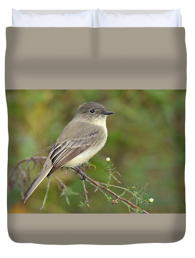 Bird Duvet Cover featuring the photograph Eastern Phoebe #2 by Alan Lenk