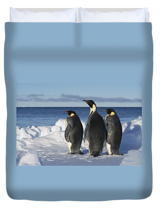 Mp Duvet Cover featuring the photograph Emperor Penguin Aptenodytes Forsteri #2 by Konrad Wothe