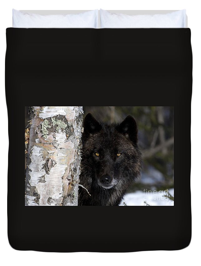 Gray Wolf Duvet Cover featuring the photograph Gray Wolf by Jean-Louis Klein and Marie-Luce Hubert