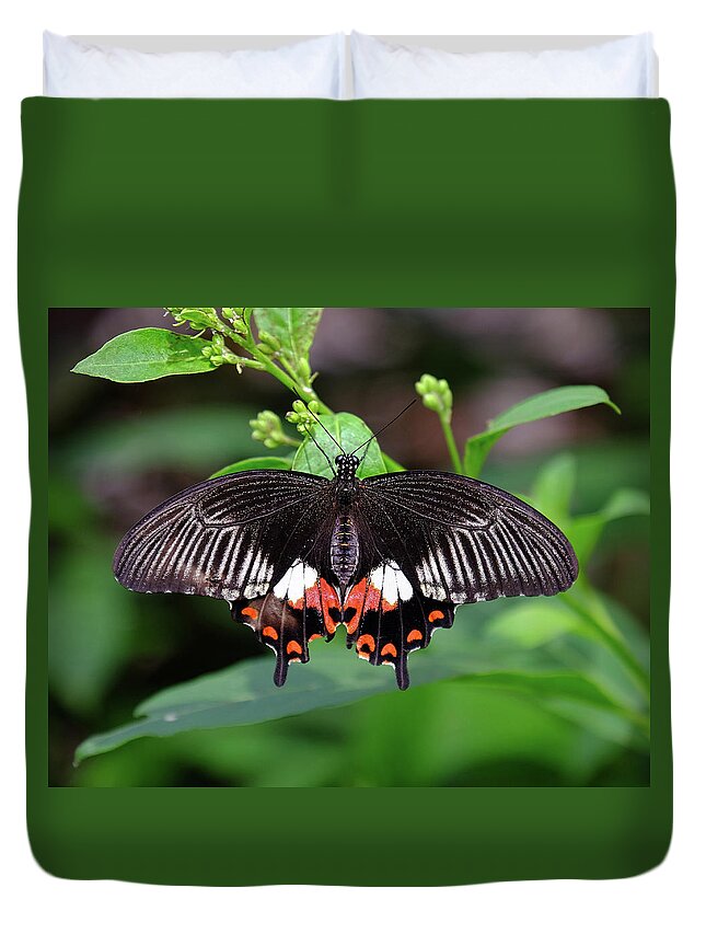 Mormon Butterfly Duvet Cover featuring the photograph Common Mormon butterfly #1 by Ronda Ryan
