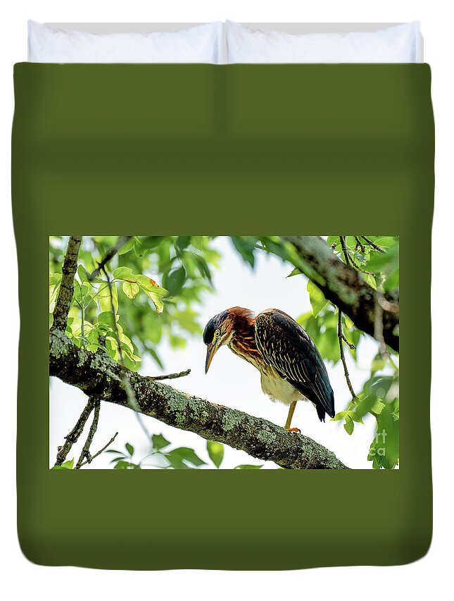 Heron Duvet Cover featuring the photograph Green heron portrait #2 by Sam Rino