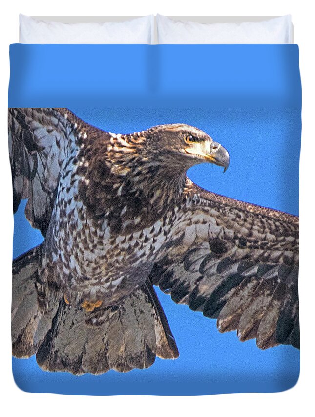 Eagle Duvet Cover featuring the photograph Immature Eagle in Flight #3 by Ira Marcus