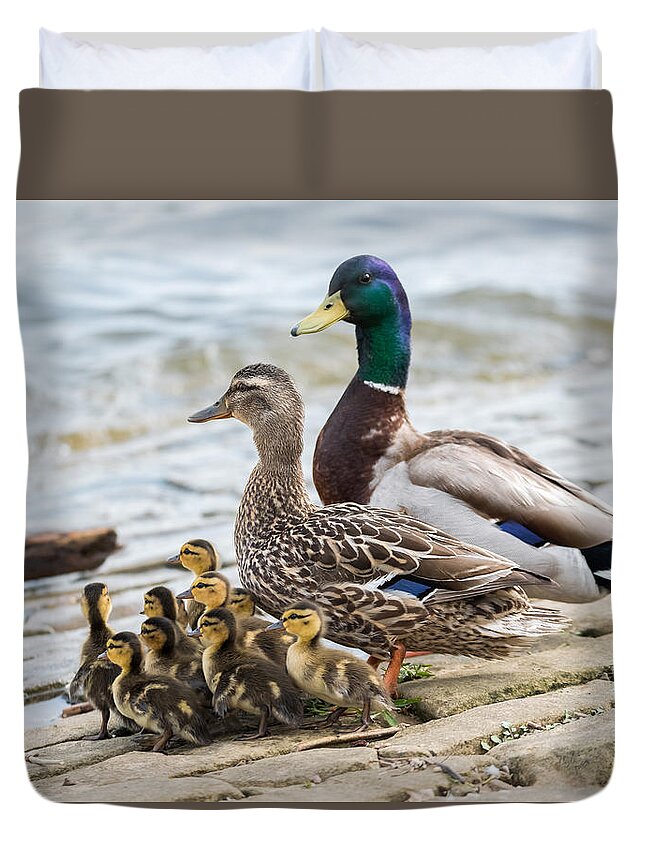 Mallard Duvet Cover featuring the photograph Mallard Family by Holden The Moment