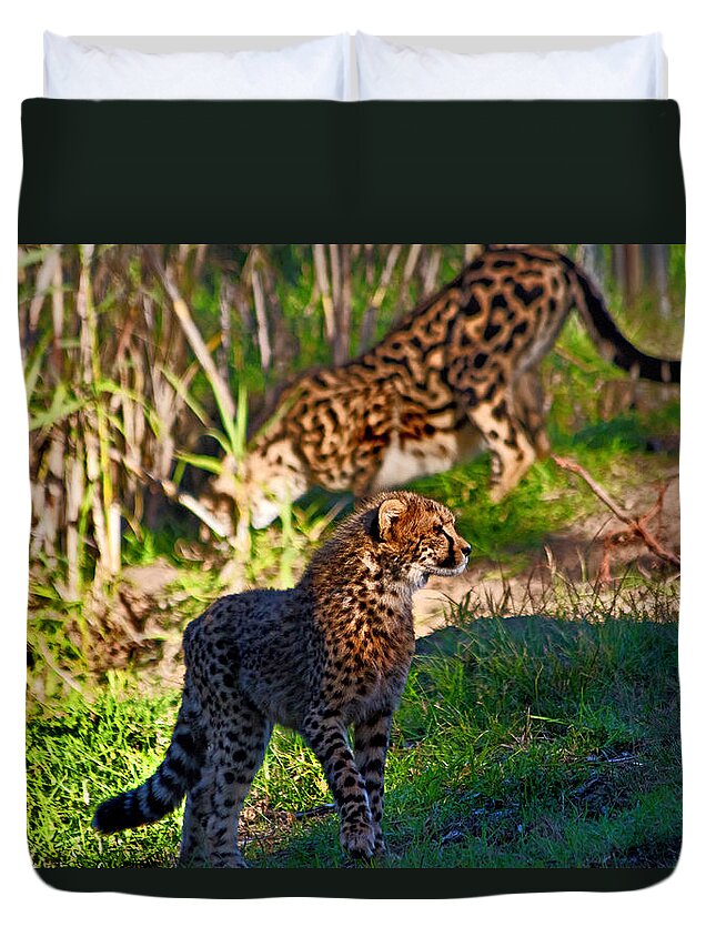 #cheetah Duvet Cover featuring the photograph On the prowl #1 by Miroslava Jurcik