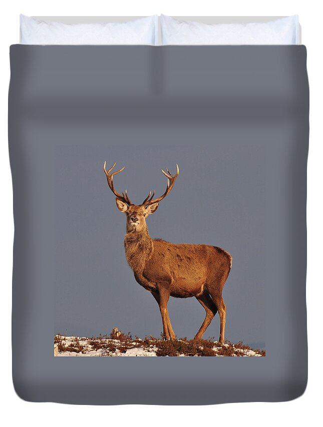 Royal Stag Duvet Cover featuring the photograph Royal Stag #2 by Gavin MacRae