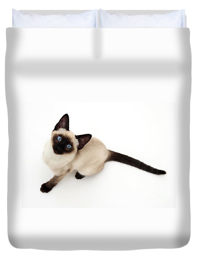 Animal Duvet Cover featuring the photograph Siamese Kitten #2 by Jane Burton