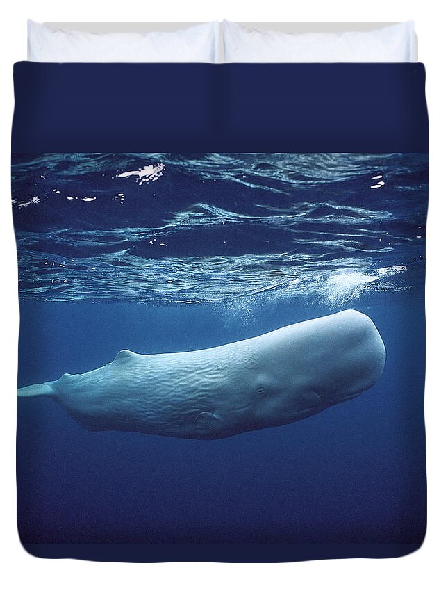 00270022 Duvet Cover featuring the photograph White Sperm Whale by Hiroya Minakuchi