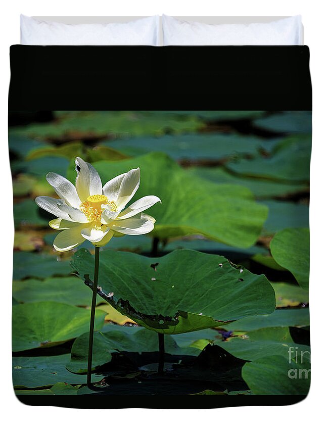 Lotus Duvet Cover featuring the photograph The Lotus Pond #2 by Paul Mashburn
