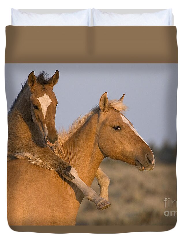 Horse Duvet Cover featuring the photograph Young Mustangs Playing #2 by Jean-Louis Klein & Marie-Luce Hubert