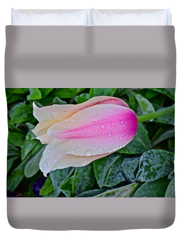 Tulips Duvet Cover featuring the photograph 2015 Spring at Olbrich Gardens Lily Tulip in the Rain by Janis Senungetuk