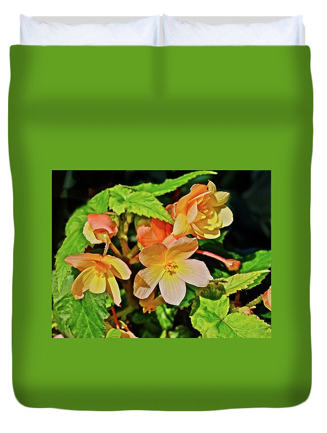 Begonia Duvet Cover featuring the photograph 2016 Mid June Apricot Begonia 1 by Janis Senungetuk
