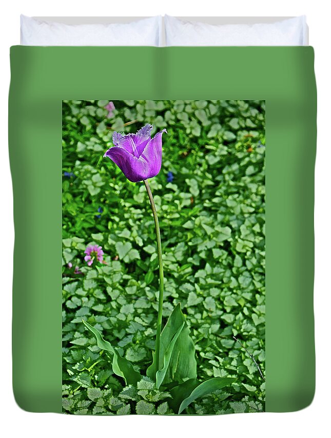 Tulip Duvet Cover featuring the photograph 2016 Mid May Exotic Purple Tulip by Janis Senungetuk