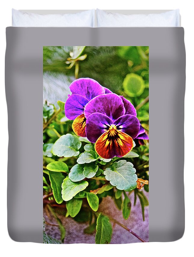 Pansies Duvet Cover featuring the photograph 2016 Mid November Pansies by Janis Senungetuk