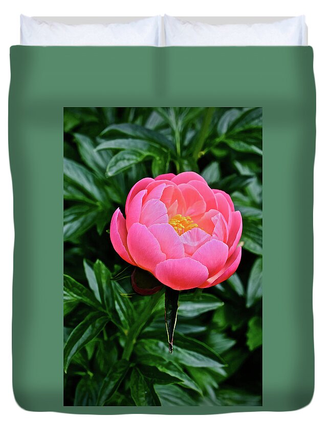 Peony Duvet Cover featuring the photograph 2017 End of May at the Gardens Pink Hawaiian Coral Peony by Janis Senungetuk