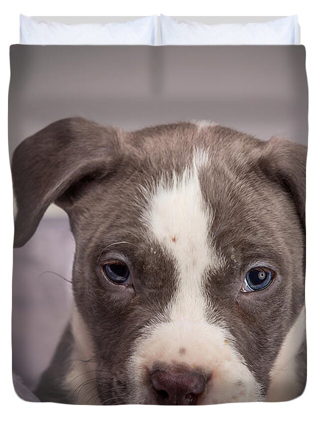 Adorable Duvet Cover featuring the photograph American Pitbull Puppy #3 by Peter Lakomy
