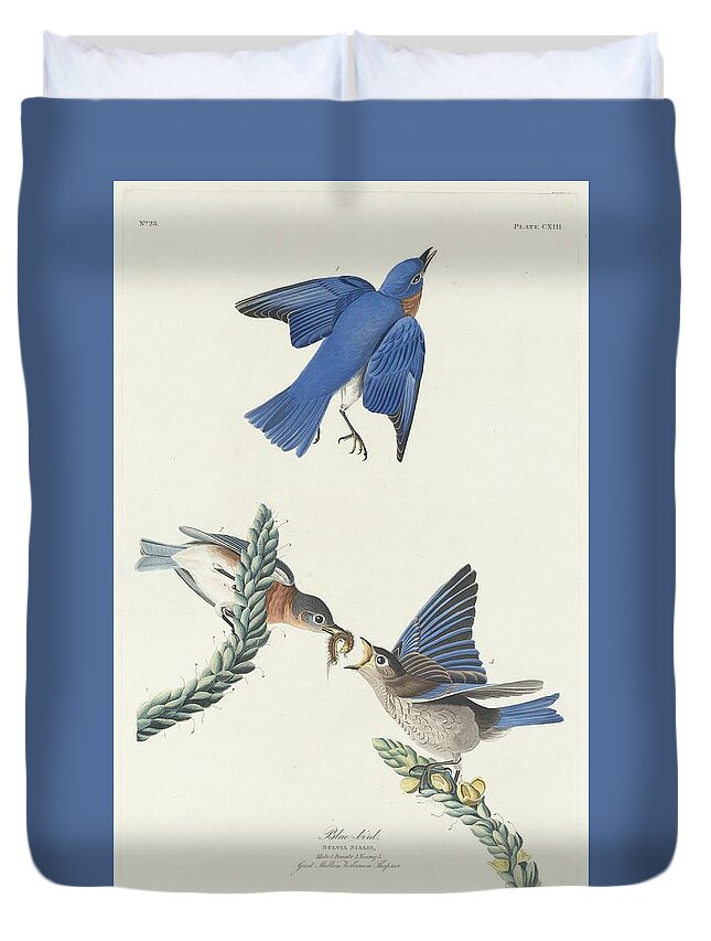 Audubon Duvet Cover featuring the drawing Blue-Bird #3 by Dreyer Wildlife Print Collections 