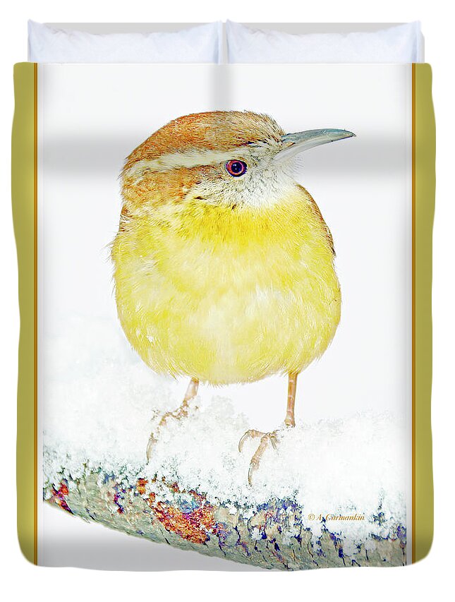 Songbird Duvet Cover featuring the photograph Carolina Wren in Winter #3 by A Macarthur Gurmankin