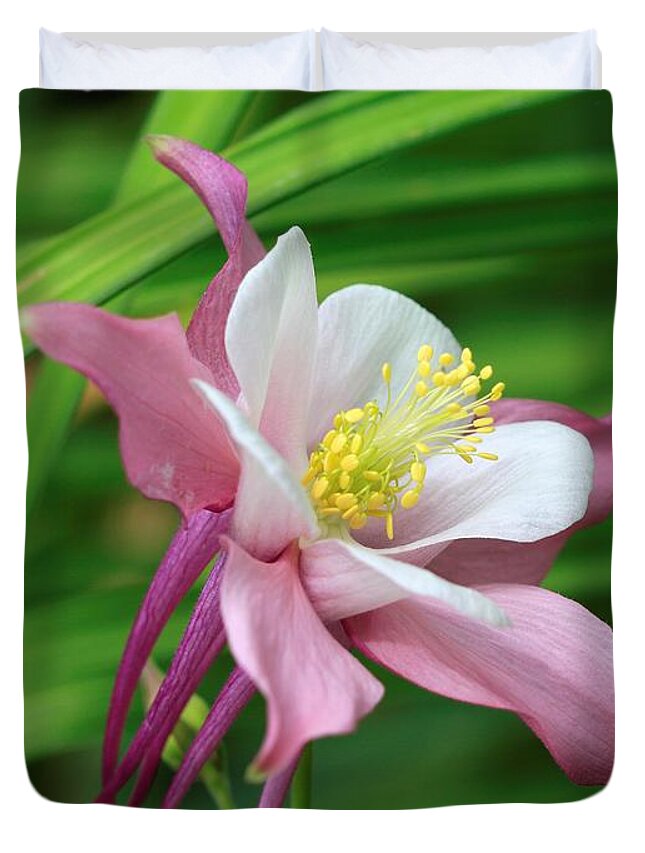 Mccombie Duvet Cover featuring the photograph Columbine from the Songbird Series named Robin #5 by J McCombie