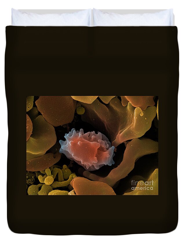 Lymphocyte Duvet Cover featuring the photograph Human Lymphocyte Cell, Sem #3 by Ted Kinsman