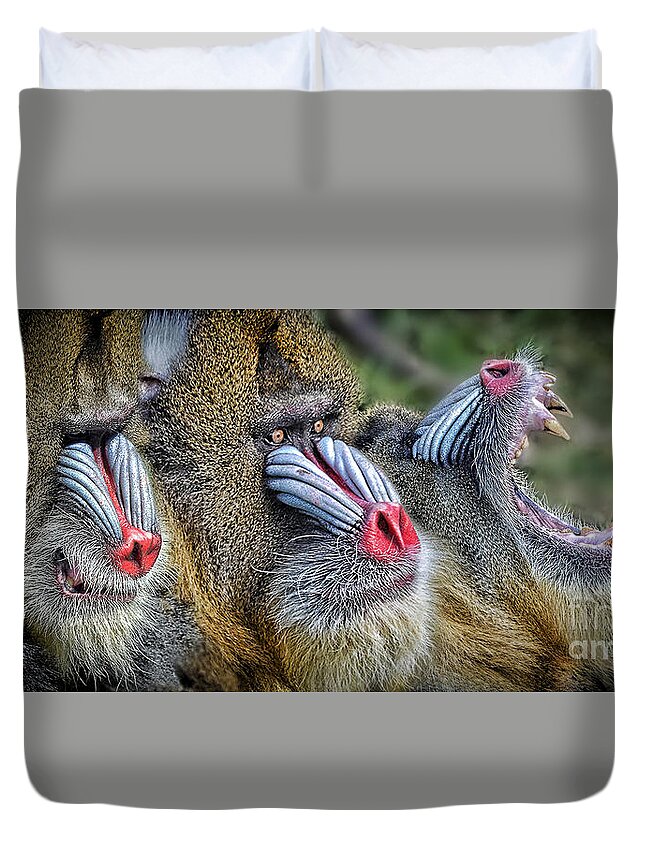 Mandrill Duvet Cover featuring the photograph 3 Male Mandrills by Jim Fitzpatrick