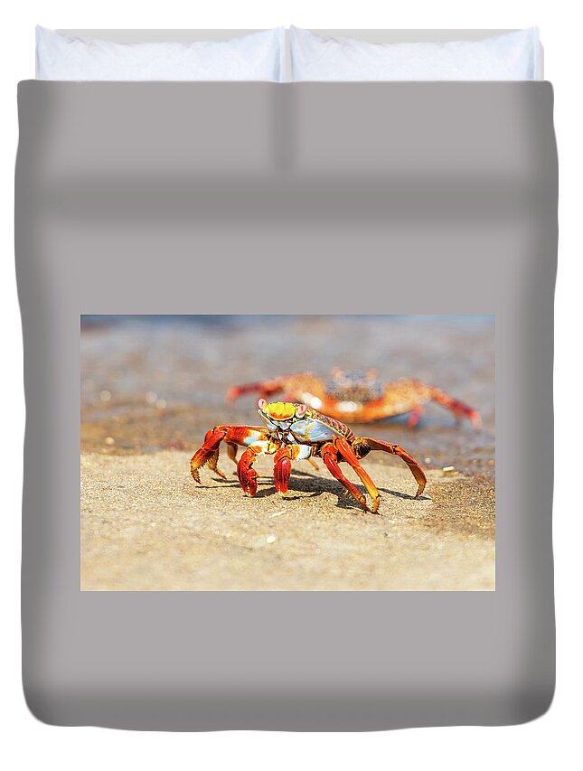 Galapagos Islands Duvet Cover featuring the photograph Sally Lightfoot crab on Galapagos Islands #3 by Marek Poplawski