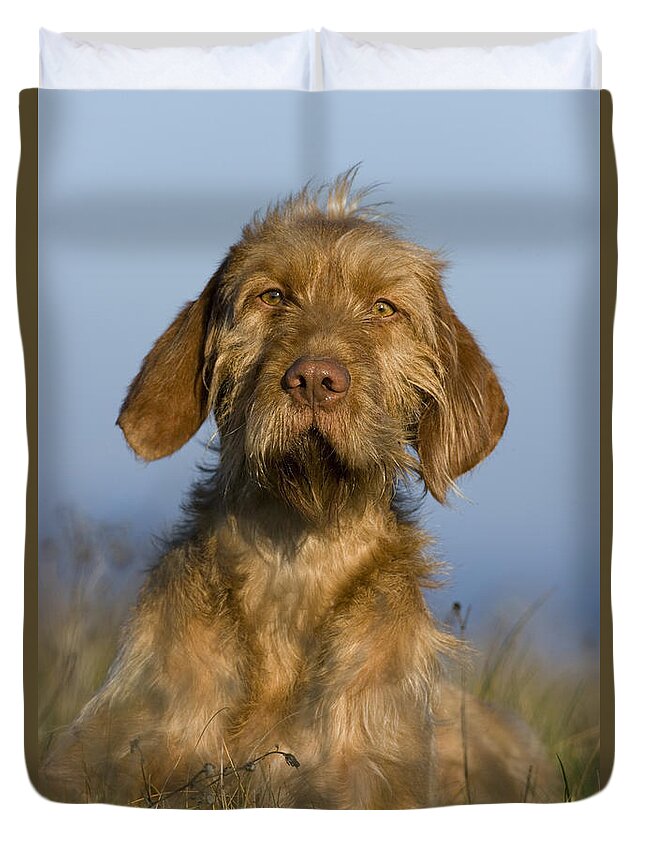 Hungarian Pointing Dog Duvet Cover featuring the photograph Wirehaired Vizsla #3 by Jean-Louis Klein & Marie-Luce Hubert
