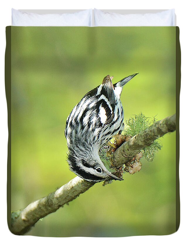 Bird Duvet Cover featuring the photograph Black and White Warbler #4 by Alan Lenk