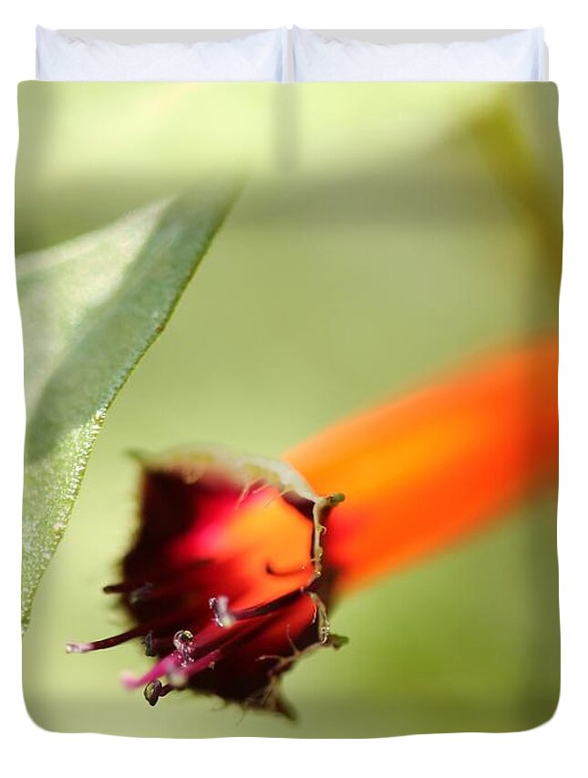 Mccombie Duvet Cover featuring the photograph Cigar Flower named Dynamite #3 by J McCombie