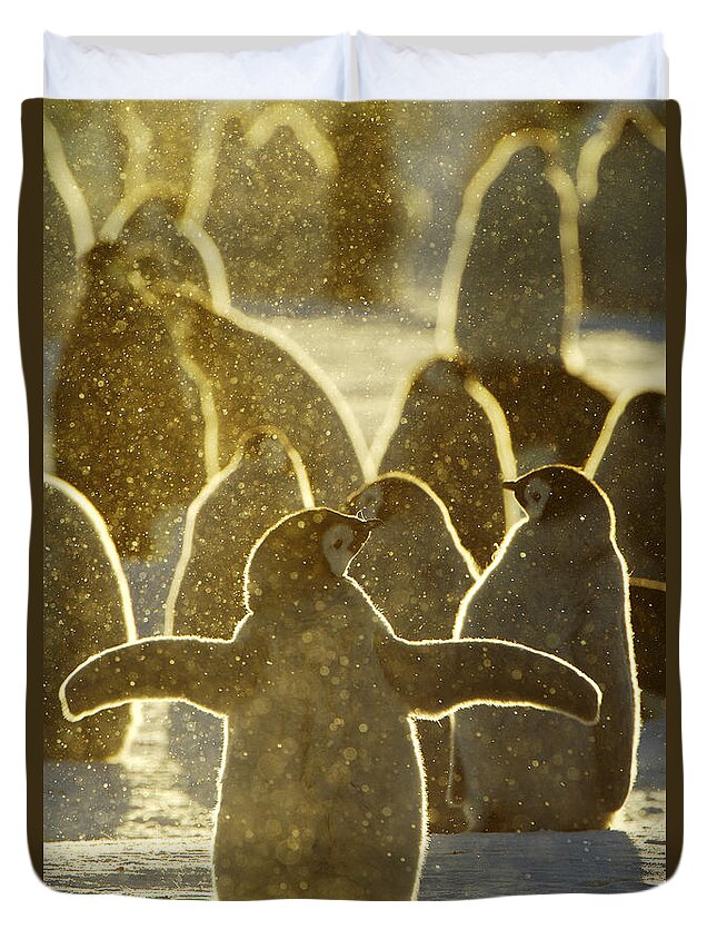 Fn Duvet Cover featuring the photograph Emperor Penguin Aptenodytes Forsteri #4 by Jan Vermeer