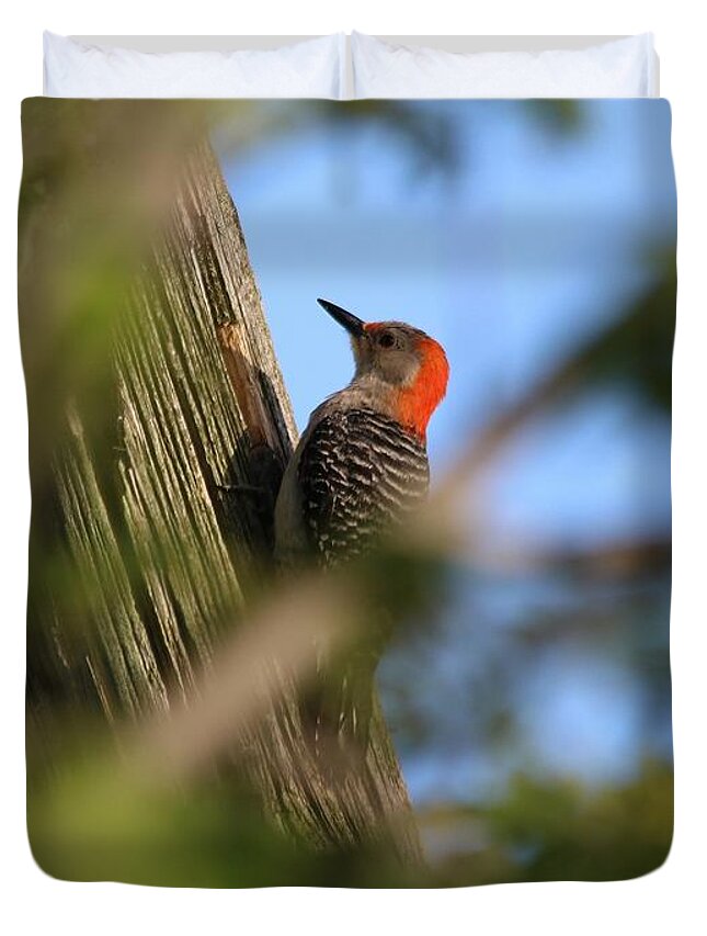 Mccombie Duvet Cover featuring the photograph Female Red-Bellied Woodpecker #3 by J McCombie
