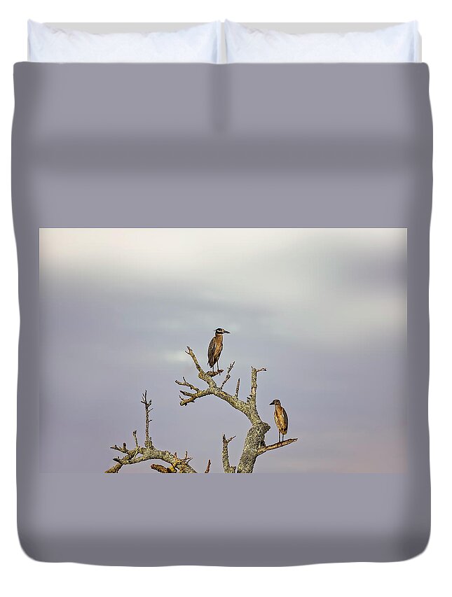 Animal Duvet Cover featuring the photograph Green Heron by Peter Lakomy