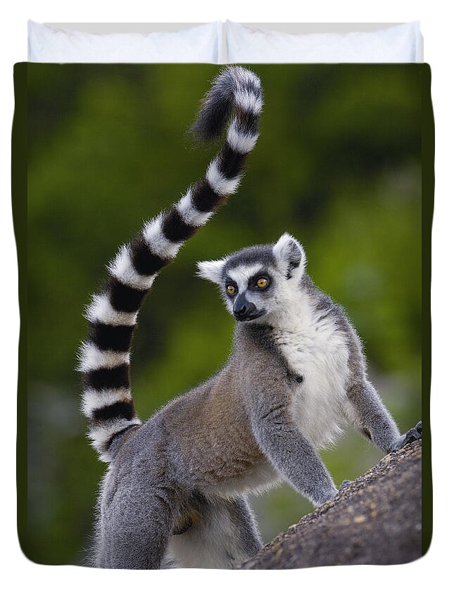 Mp Duvet Cover featuring the photograph Ring-tailed Lemur Lemur Catta Portrait #4 by Pete Oxford