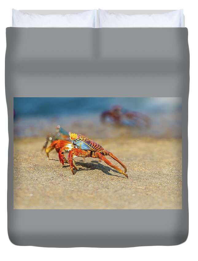 Galapagos Islands Duvet Cover featuring the photograph Sally Lightfoot crab on Galapagos Islands #4 by Marek Poplawski