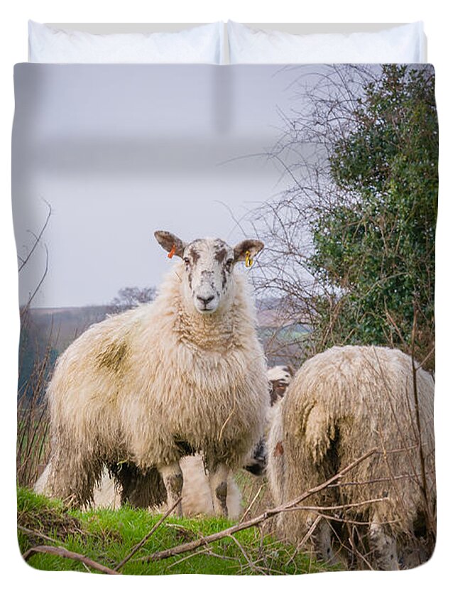 Blubberhouses Duvet Cover featuring the photograph Sheep by Mariusz Talarek