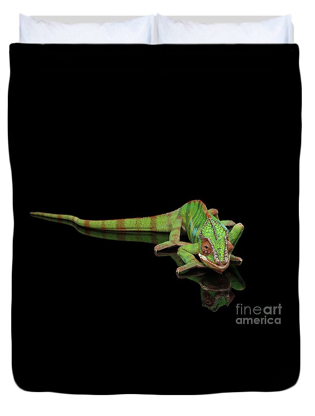 Chameleon Duvet Cover featuring the photograph Sneaking Panther Chameleon, reptile with colorful body on Black Mirror, Isolated Background by Sergey Taran