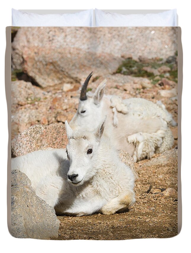 Goat Duvet Cover featuring the photograph Baby Mountain Goats on Mount Evans #5 by Steven Krull
