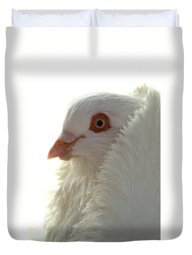 Pigeon Duvet Cover featuring the photograph Capuchin Pigeon #5 by Nathan Abbott
