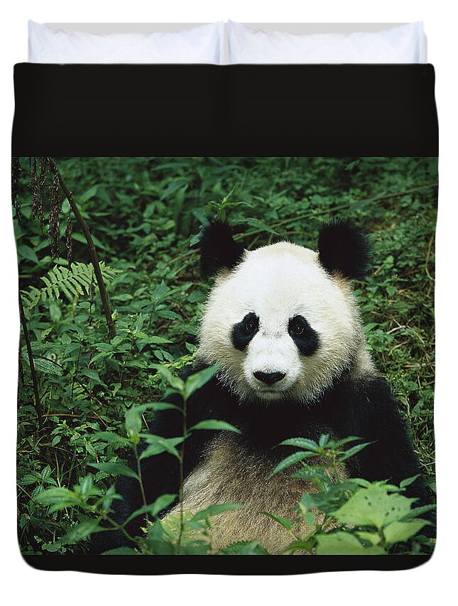 Mp Duvet Cover featuring the photograph Giant Panda Ailuropoda Melanoleuca #6 by Cyril Ruoso