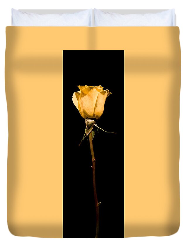 Scent Duvet Cover featuring the photograph Single Rose #6 by Avril Christophe