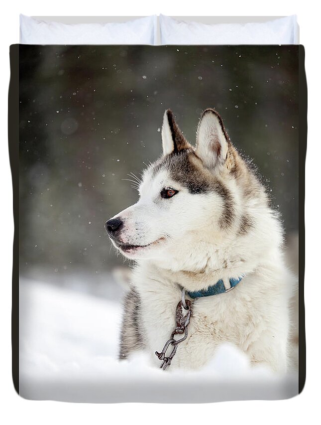 Husky Duvet Cover featuring the photograph Huskies #7 by Kati Finell