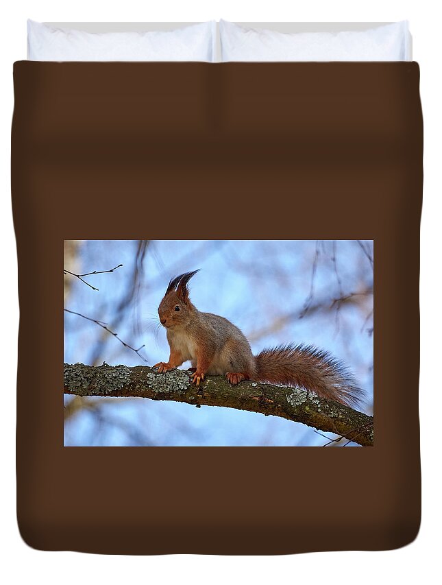 Finland Duvet Cover featuring the photograph Red squirrel #7 by Jouko Lehto