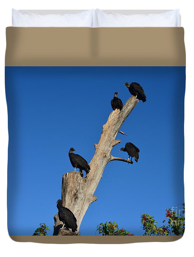 Black Vultures Duvet Cover featuring the photograph 72- Black Vultures by Joseph Keane