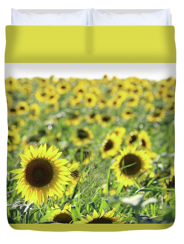 Sunflower Duvet Cover featuring the photograph Sunflowers Mattituck New York #8 by Bob Savage