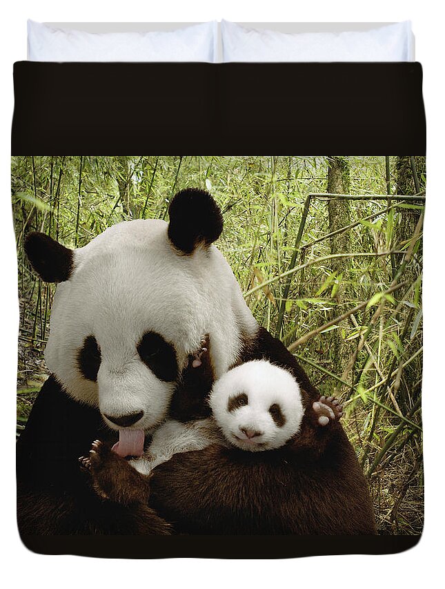 Mp Duvet Cover featuring the photograph Giant Panda Ailuropoda Melanoleuca #9 by Katherine Feng
