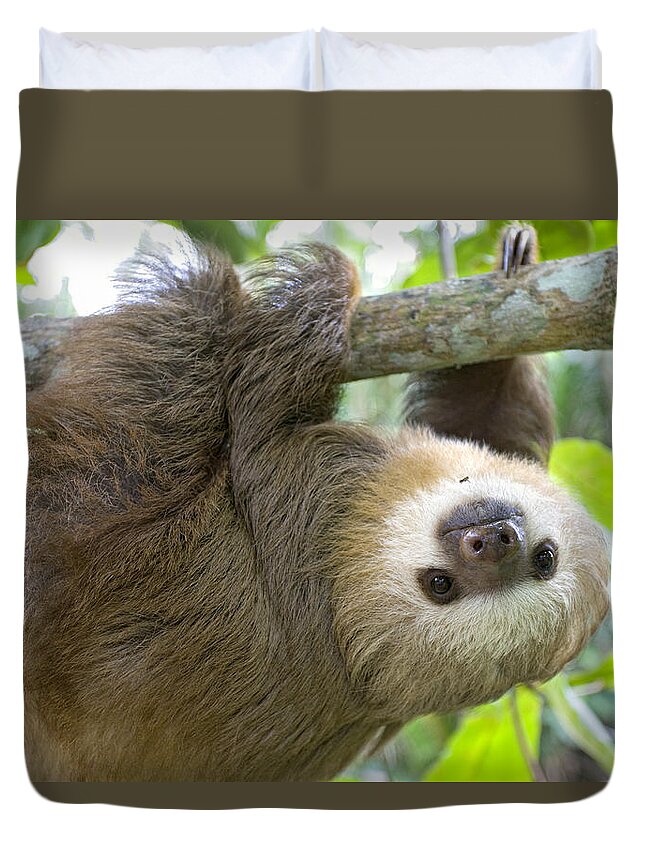 Mp Duvet Cover featuring the photograph Hoffmanns Two-toed Sloth Choloepus #9 by Suzi Eszterhas