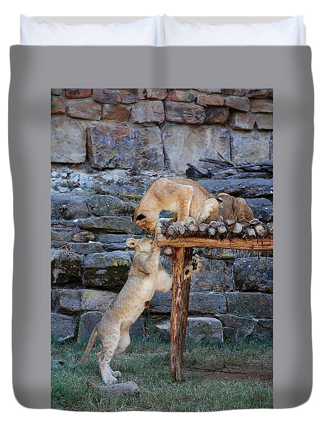 Ft. Worth Duvet Cover featuring the photograph Lioness and Cubs #9 by Kenny Glover